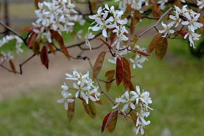 Amelanchier canadensis - muchovník kanadský - květenství a listy